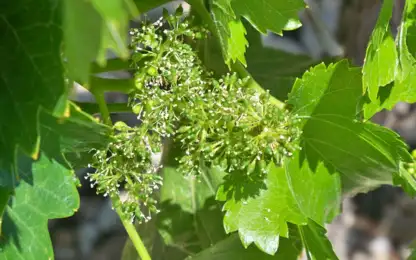Floraison de la vigne au Lavaux