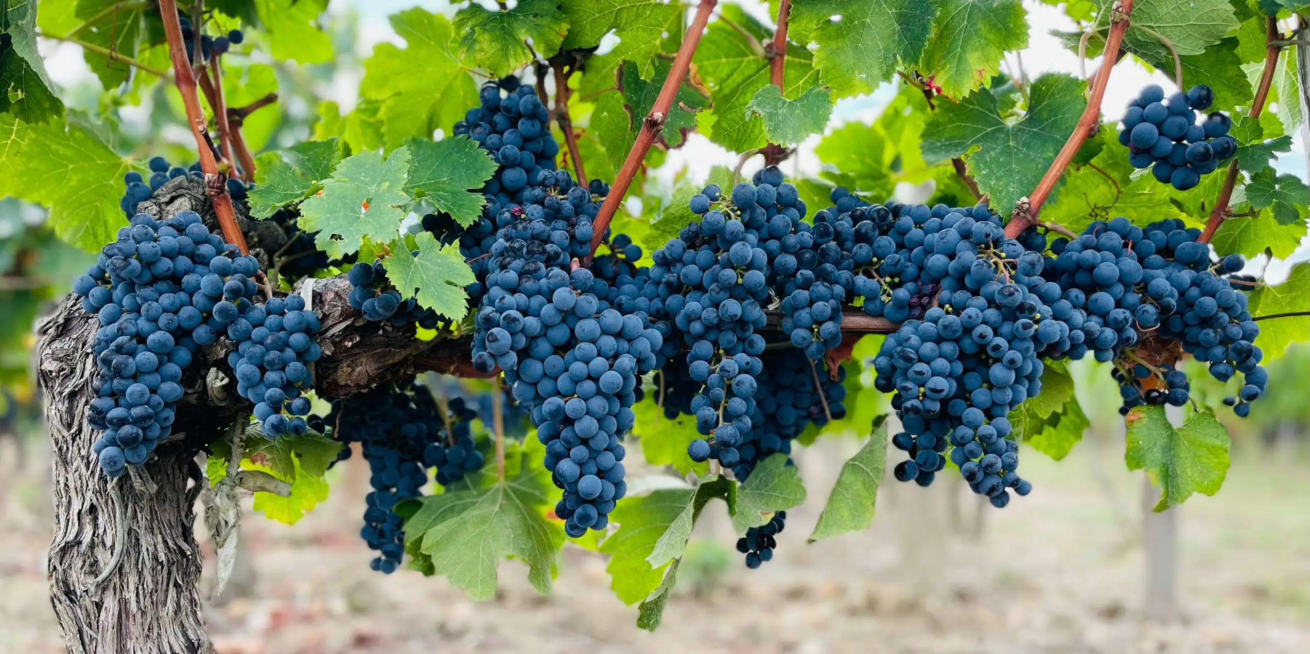 Nos vins rouges