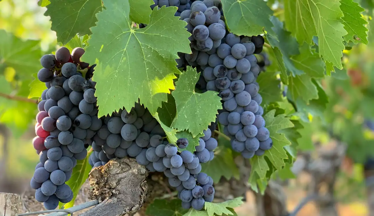 Vins rouges