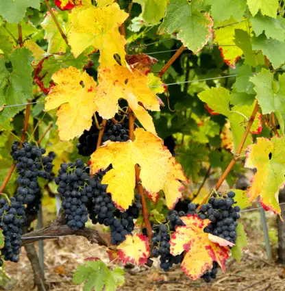 Le domaine en images
