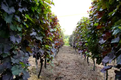 Le domaine en images