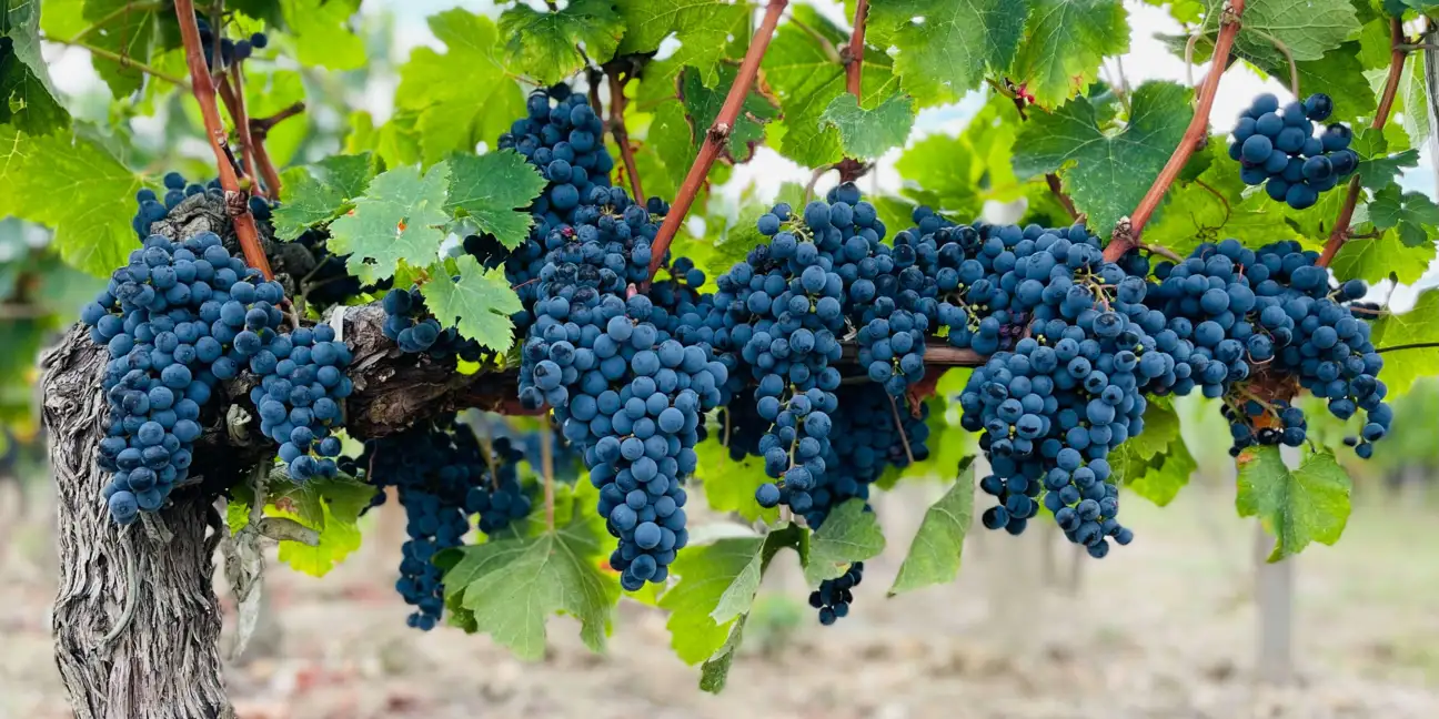 Nos vins rouges