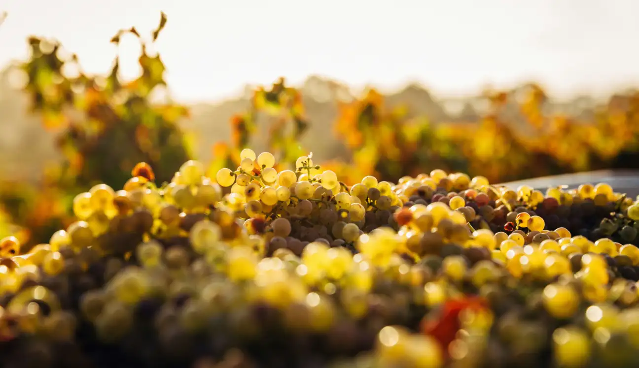 Vins blancs