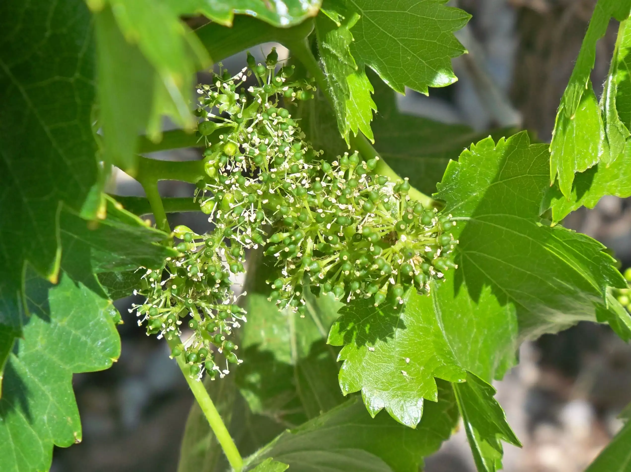 Floraison de la vigne au Lavaux