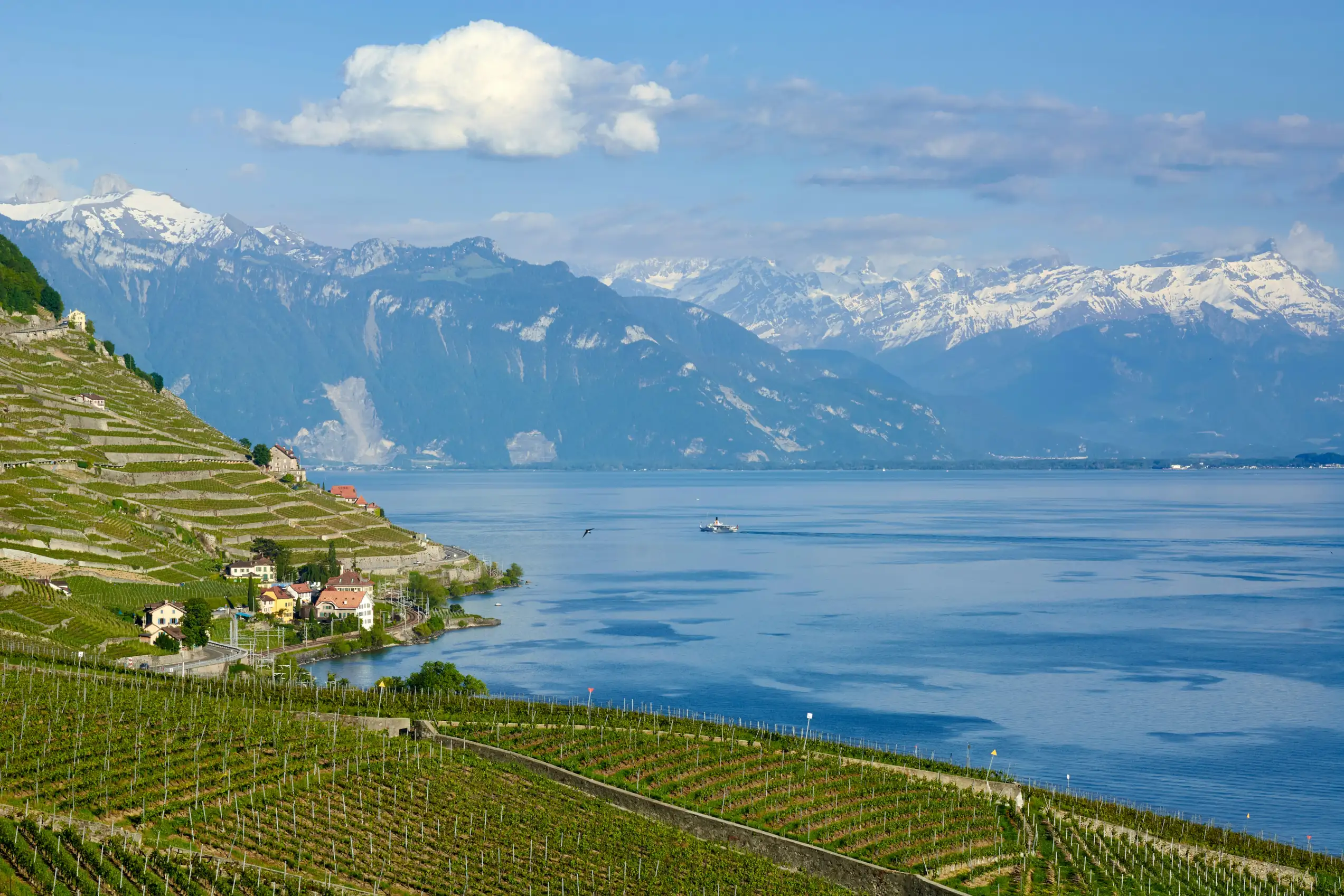 Des parcelles cultiv&eacute;es au c&oelig;ur du Lavaux