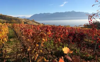 Les vendanges ont commenc&eacute;