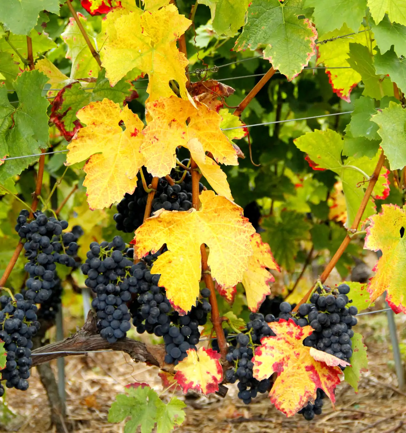 Des raisins violet fonc&eacute; pendent aux vignes aux feuilles d'automne aux couleurs vives, passant du vert au jaune puis au rouge, cr&eacute;ant ainsi un paysage viticole riche et color&eacute;.