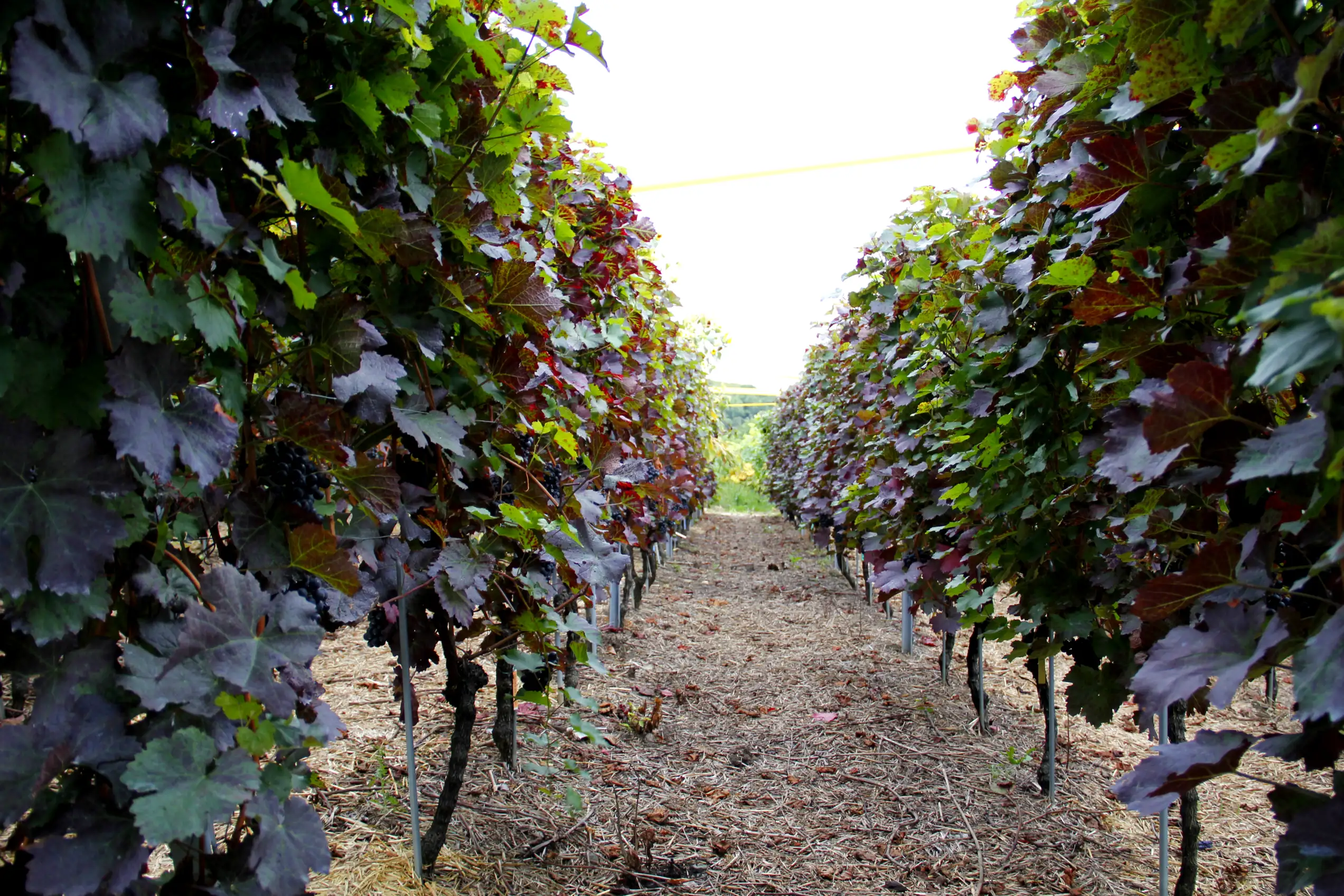 Devenez propri&eacute;taire d'un cep de vigne