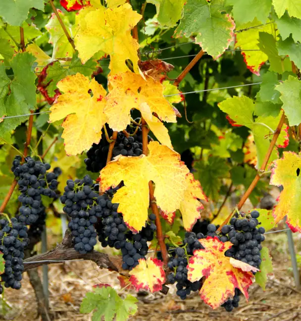 Des raisins violet fonc&eacute; pendent aux vignes aux feuilles d'automne aux couleurs vives, passant du vert au jaune puis au rouge, cr&eacute;ant ainsi un paysage viticole riche et color&eacute;.